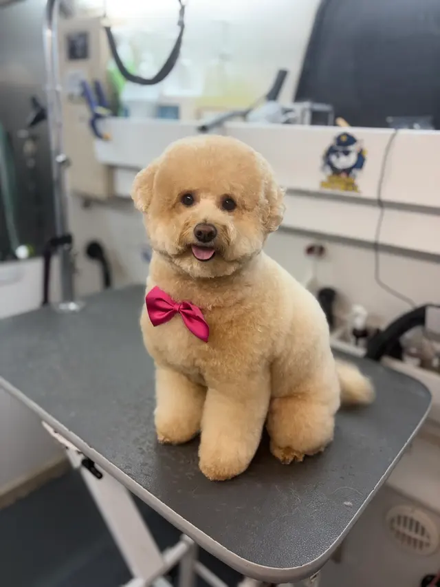 Groom Patrol mobile pet grooming — photo from the business 2