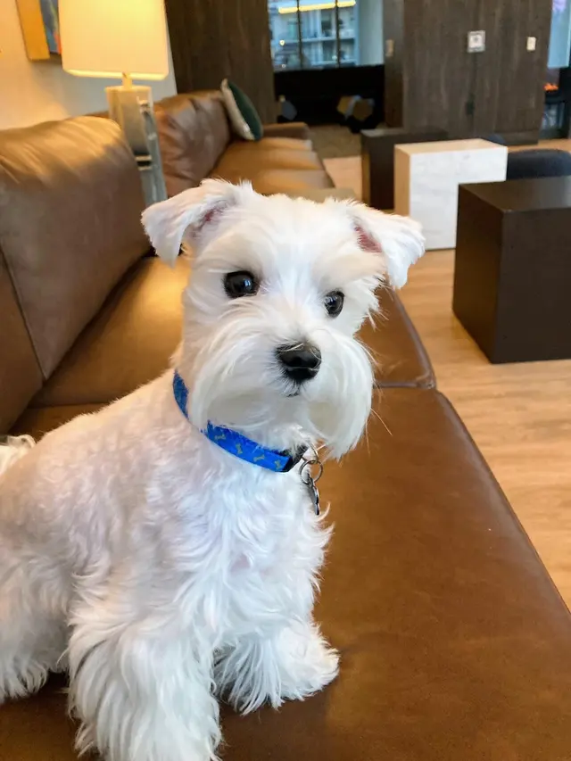 Furside Pet Grooming — customer photo 9