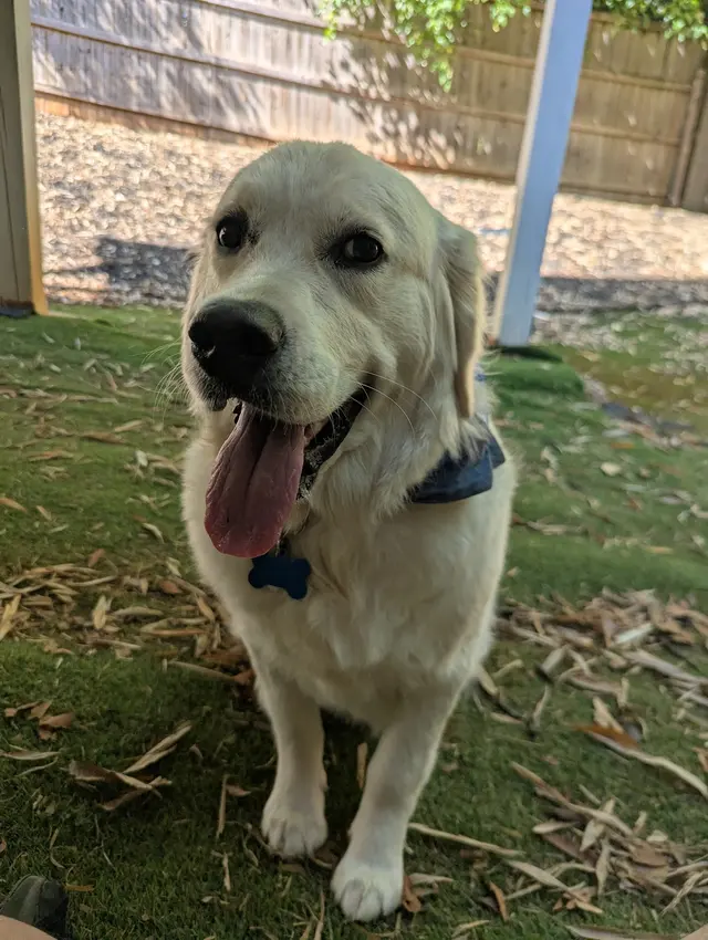 Furside Pet Grooming — customer photo 10