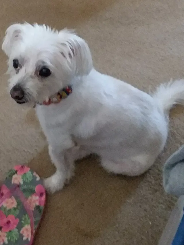 Furside Pet Grooming — customer photo 8