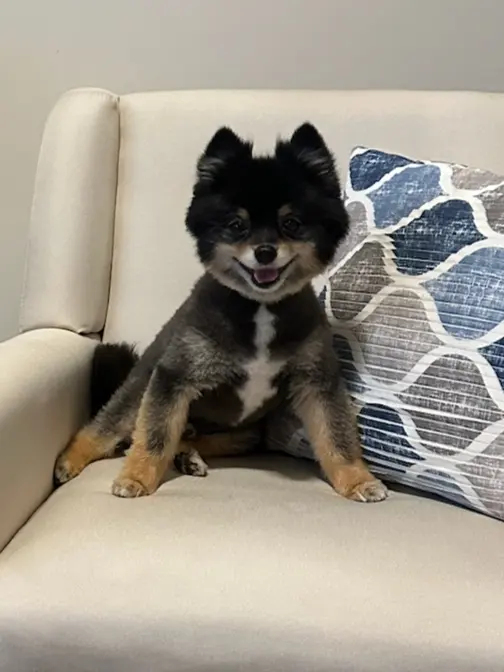 Furside Pet Grooming — customer photo 4
