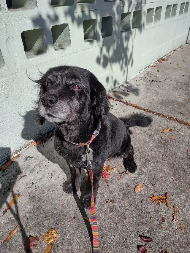 Furside Pet Grooming — customer photo 6