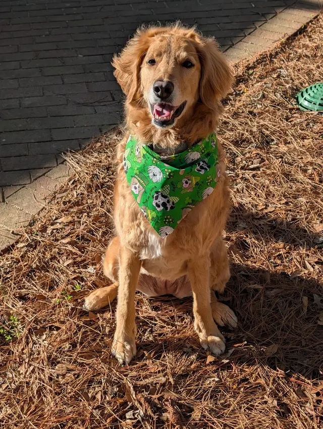 Furside Pet Grooming — customer photo 11