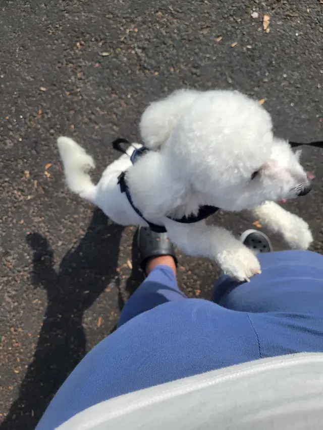 Furside Pet Grooming — customer photo 7