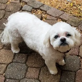 Furside Pet Grooming — customer photo 3