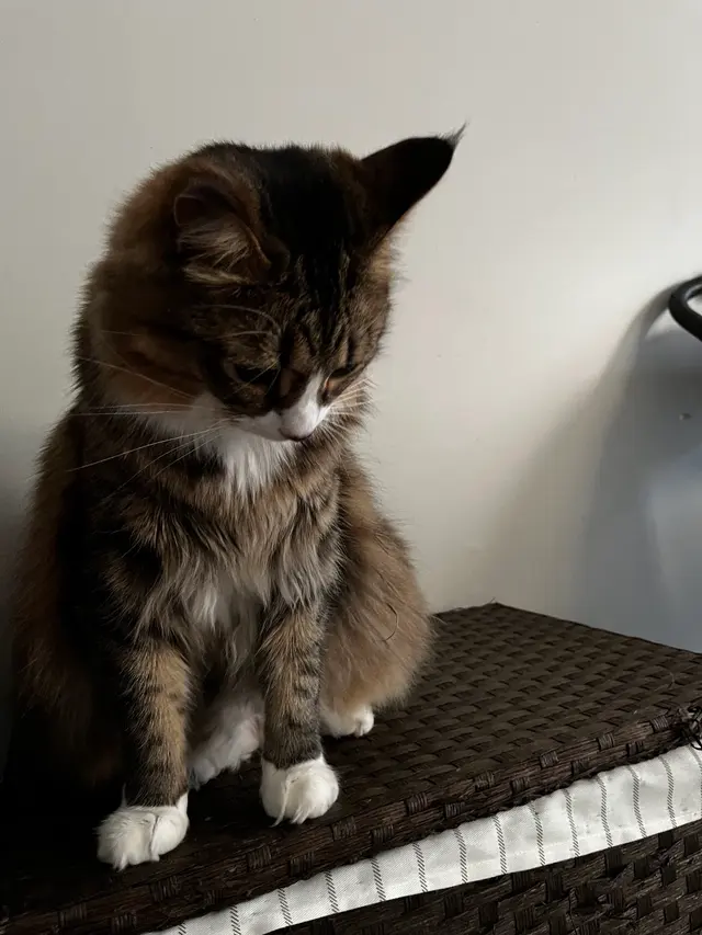 Furside Pet Grooming — customer photo 1