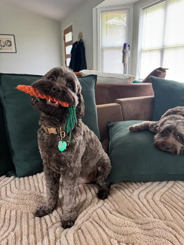 Furside Pet Grooming — customer photo 2