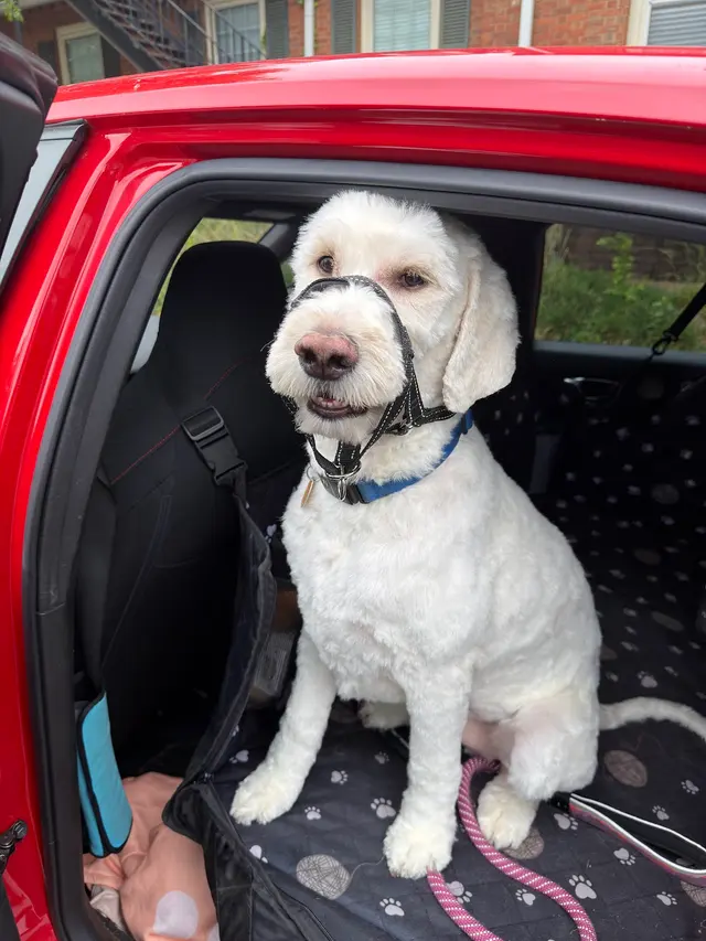 Customer photo of work by Furside Pet Grooming, from Liara Gonzalez's review