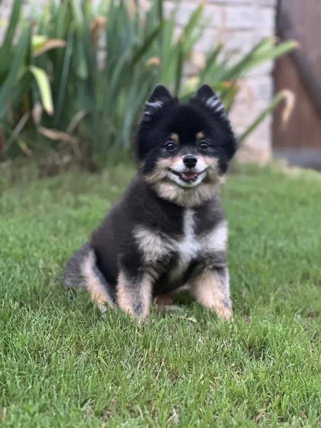 Furside Pet Grooming — customer photo 5