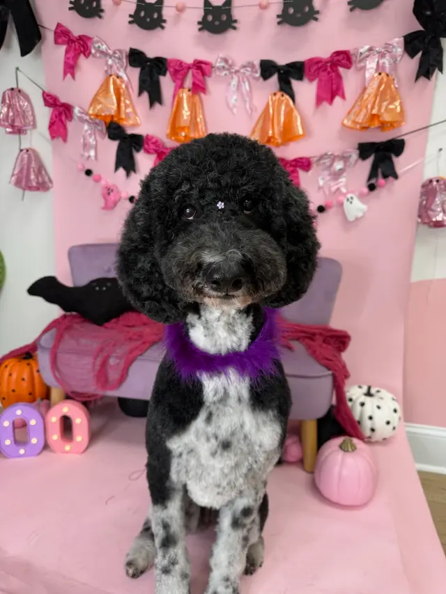 Furrever Fluffy Grooming and Spaw — photo from the business 2