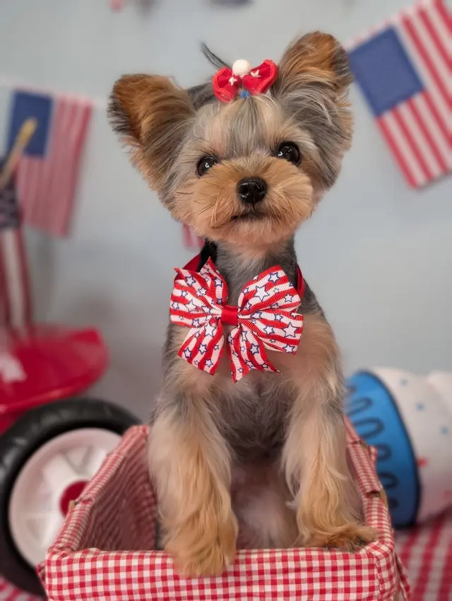 Furrever Fluffy Grooming and Spaw — photo from the business 4