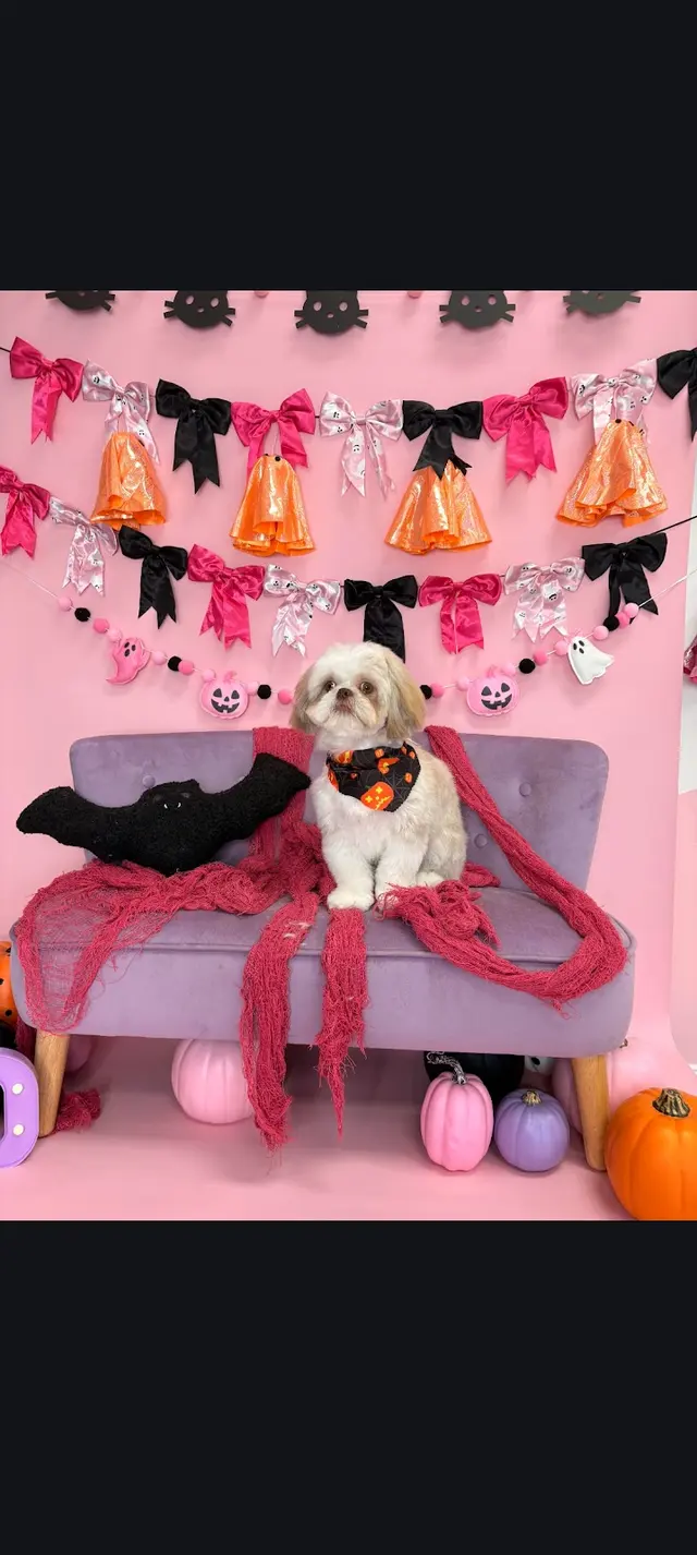 Customer photo of work by Furrever Fluffy Grooming and Spaw, from Kat Robinson's review