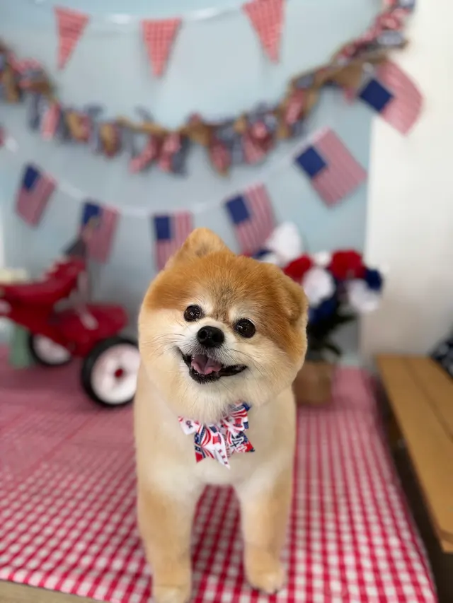 Furrever Fluffy Grooming and Spaw — photo from the business 6