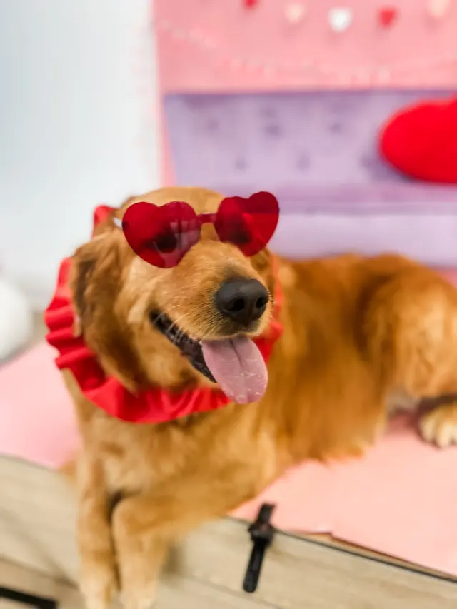 Furrever Fluffy Grooming and Spaw — photo from the business 10