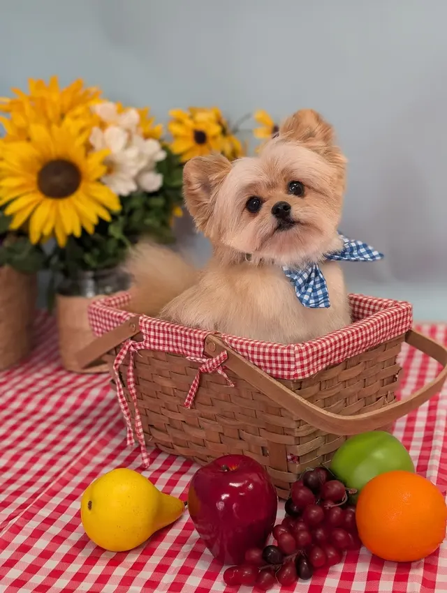 Furrever Fluffy Grooming and Spaw — photo from the business 7
