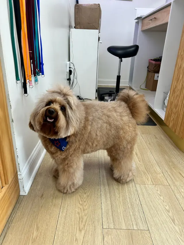 Furrever Fluffy Grooming and Spaw — photo from the business 12