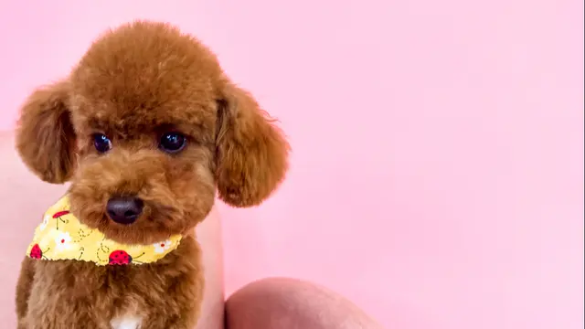 Furrever Fluffy Grooming and Spaw — photo from the business 1