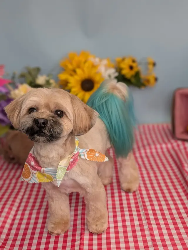 Furrever Fluffy Grooming and Spaw — photo from the business 8