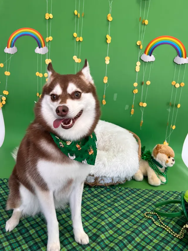 Furrever Fluffy Grooming and Spaw — photo from the business 5