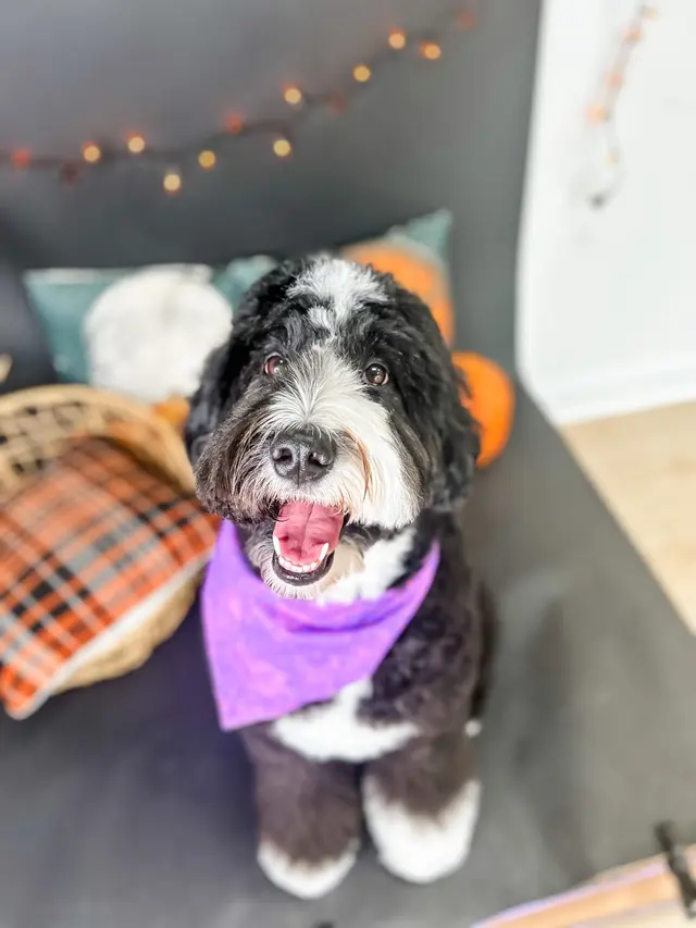 Furrever Fluffy Grooming and Spaw — photo from the business 11