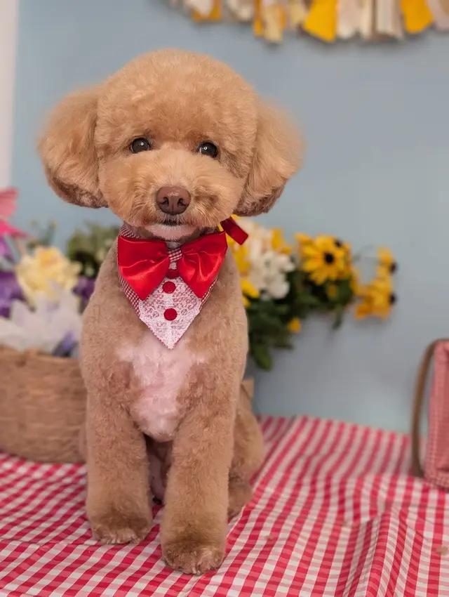 Furrever Fluffy Grooming and Spaw — photo from the business 3