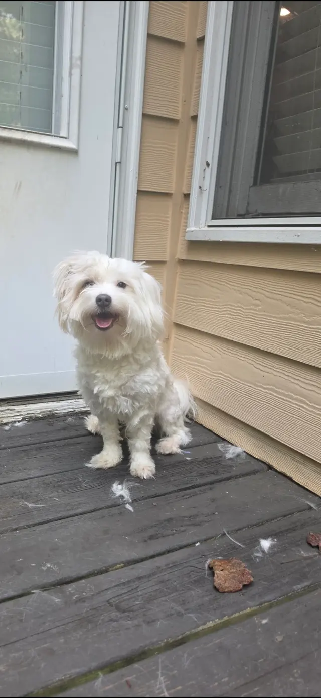 Customer photo of work by Furrever Fluffy Grooming and Spaw, from Nicole Ruel's review