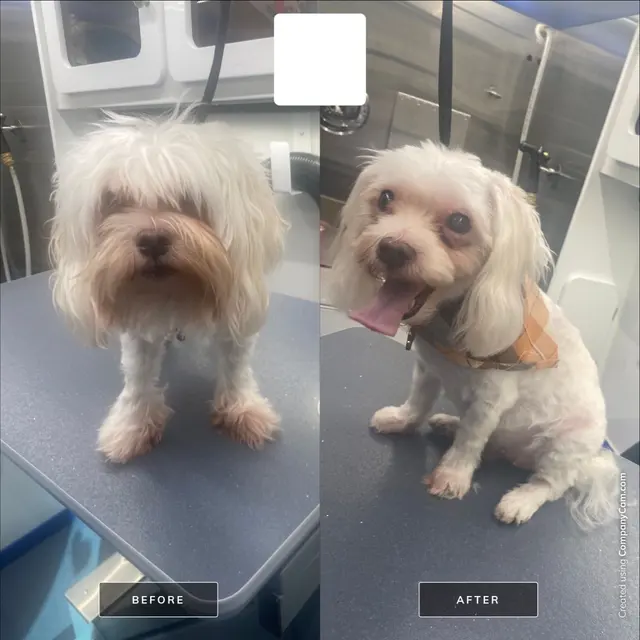 Buddies Mobile Pet Grooming and Care — photo from the business 10