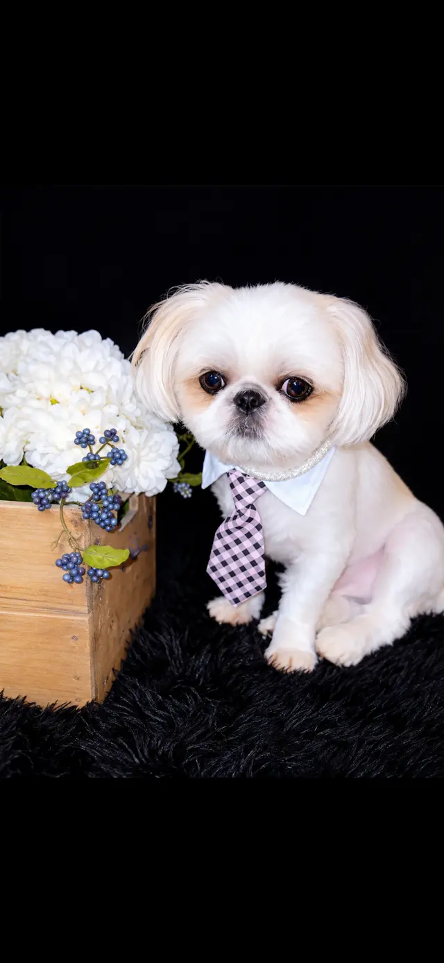 Customer photo from Mr.CoCoChanell's review
