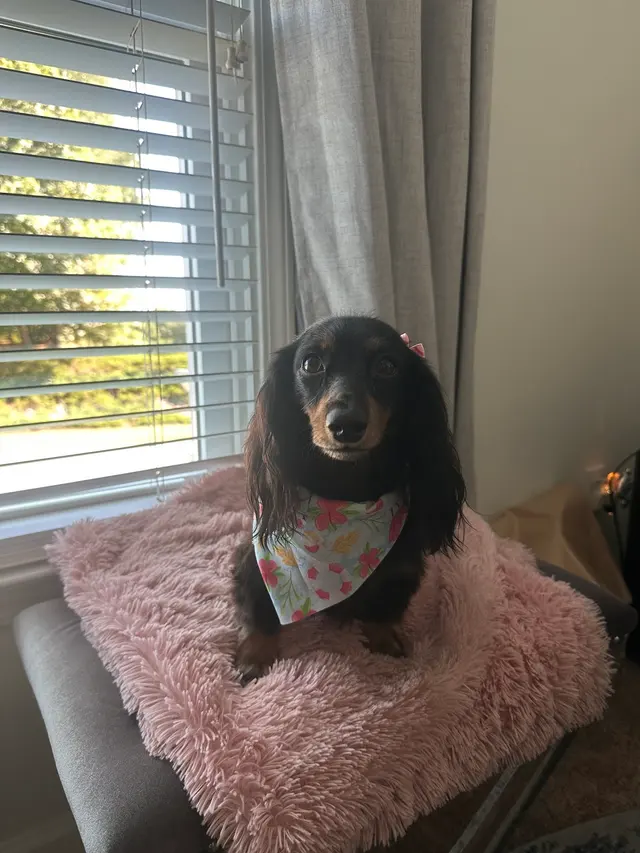 Customer photo of work by Buddies Mobile Pet Grooming and Care, from Cassandra Johnson's review