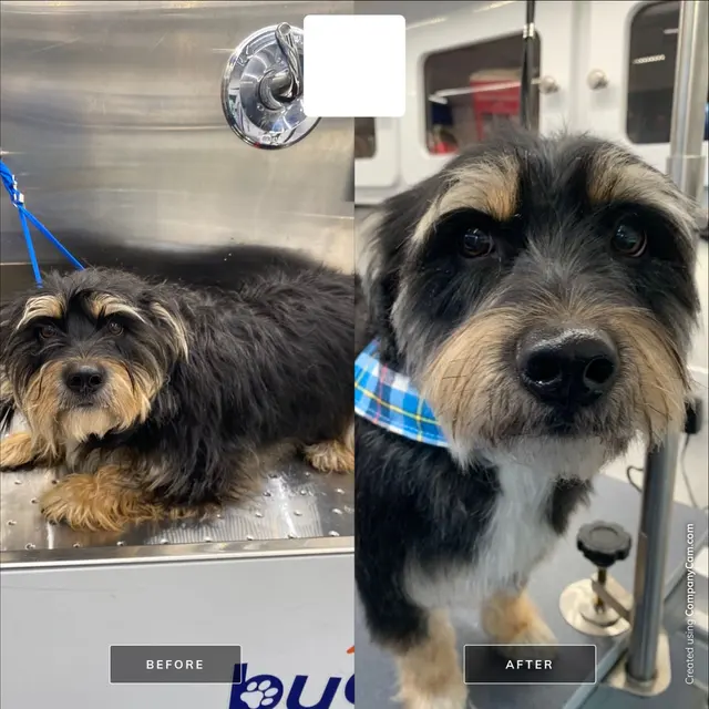 Buddies Mobile Pet Grooming and Care — photo from the business 12