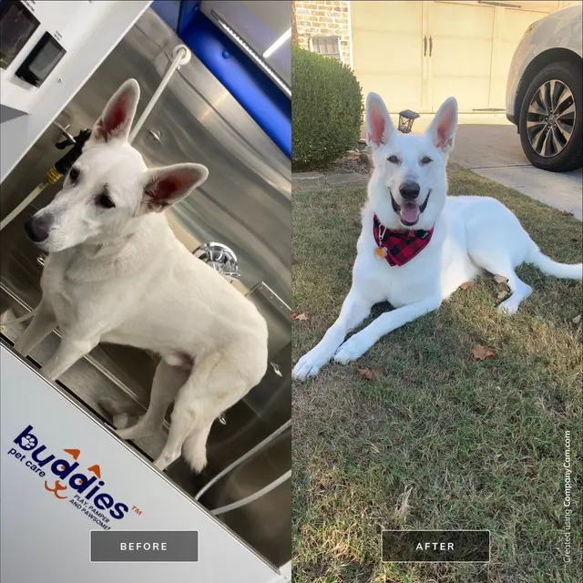 Buddies Mobile Pet Grooming and Care — photo from the business 7