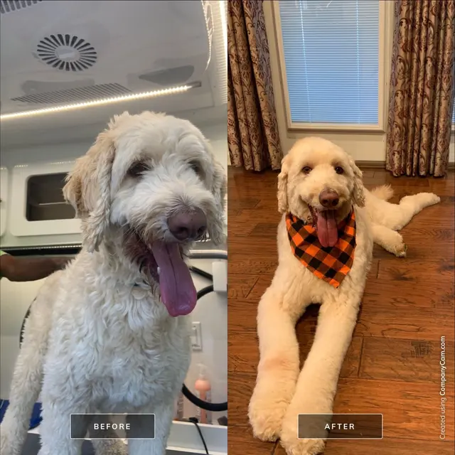 Buddies Mobile Pet Grooming and Care — photo from the business 4