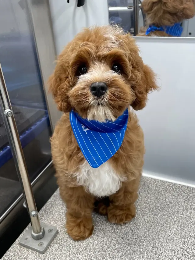 Barkbus Mobile Dog Grooming Atlanta — photo from the business 8