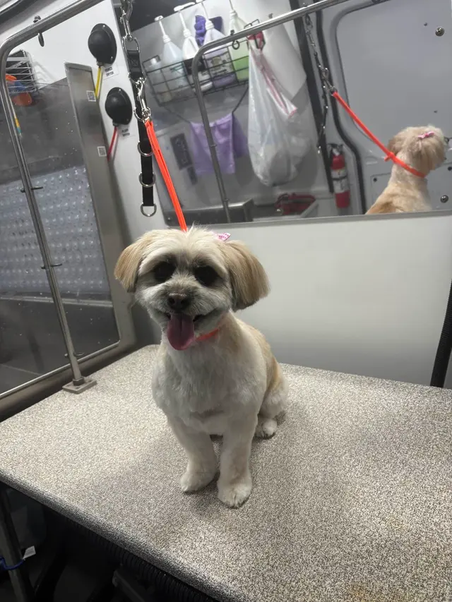 Barkbus Mobile Dog Grooming Atlanta — customer photo 11