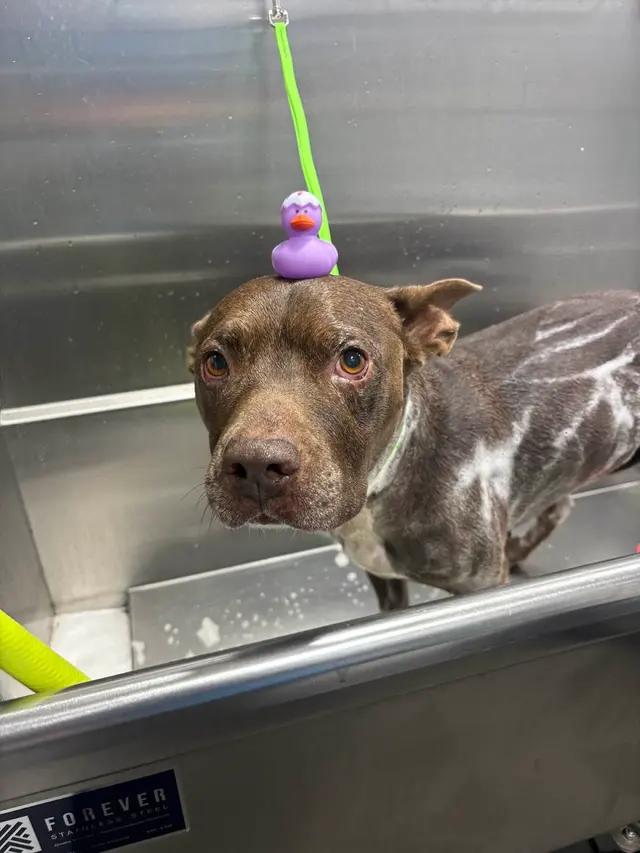 Barkbus Mobile Dog Grooming Atlanta — customer photo 9