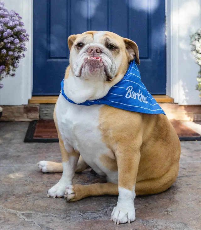 Barkbus Mobile Dog Grooming Atlanta — photo from the business 3