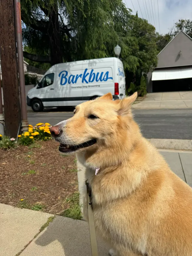 Barkbus Mobile Dog Grooming Atlanta — photo from the business 4
