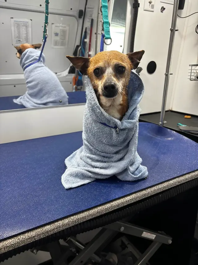 Barkbus Mobile Dog Grooming Atlanta — customer photo 12