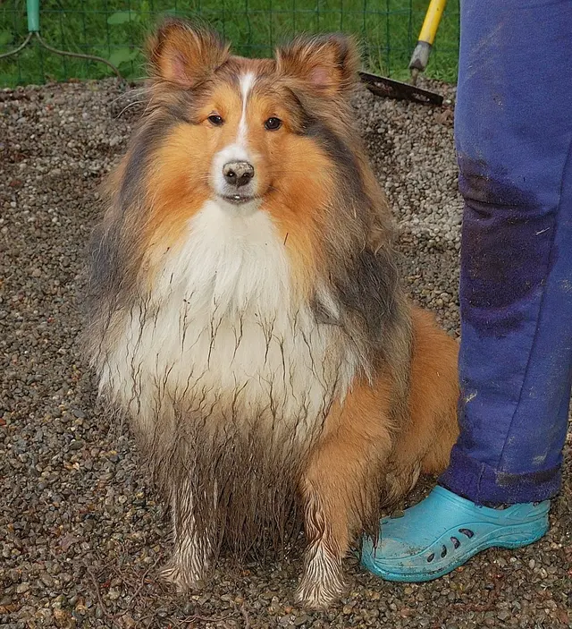 The Bath House Pet Salon — customer photo 4