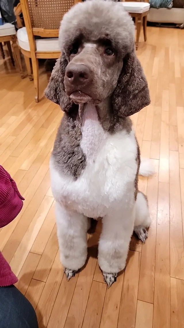 The Bath House Pet Salon — customer photo 11