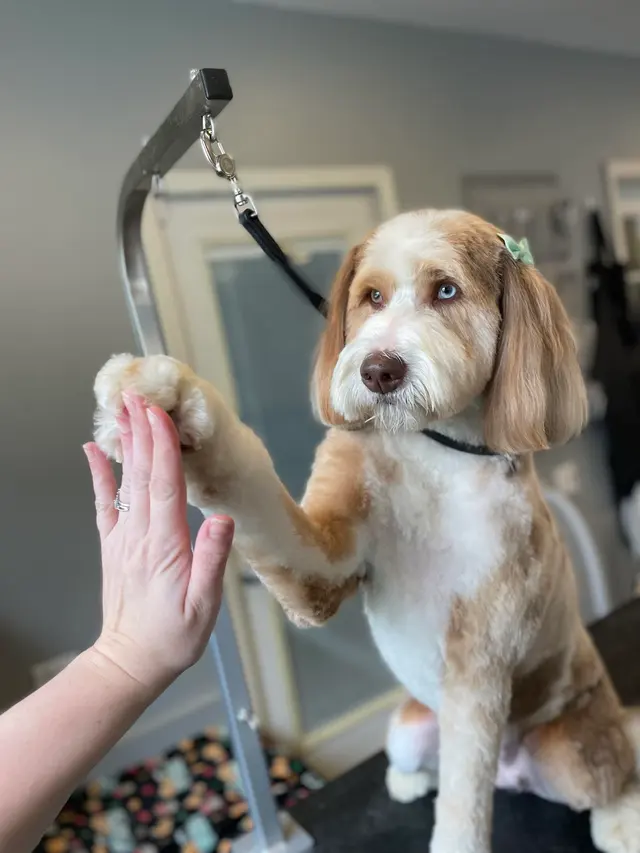 The Bath House Pet Salon — photo from the business 2