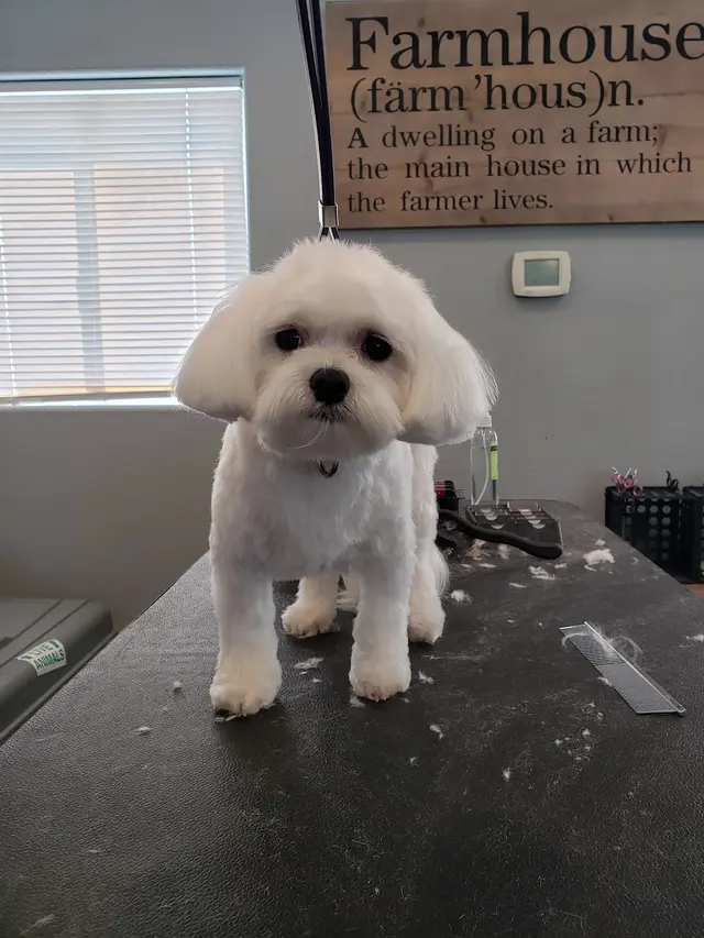The Bath House Pet Salon — photo from the business 3