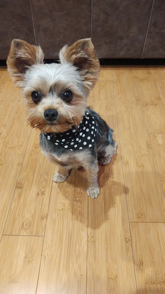 The Bath House Pet Salon — customer photo 12