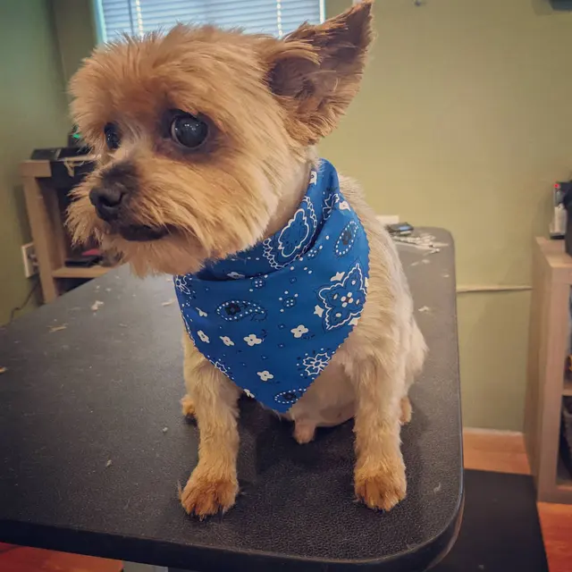 The Bath House Pet Salon — photo from the business 5