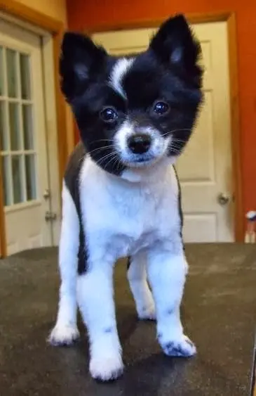 The Bath House Pet Salon — photo from the business 8