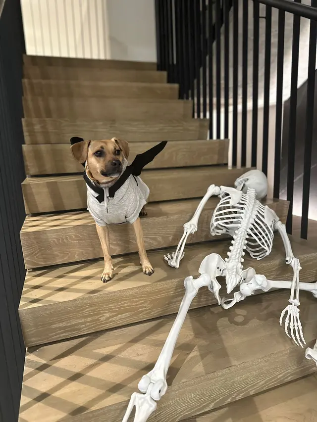 City Dogz ATL — photo from the business 6