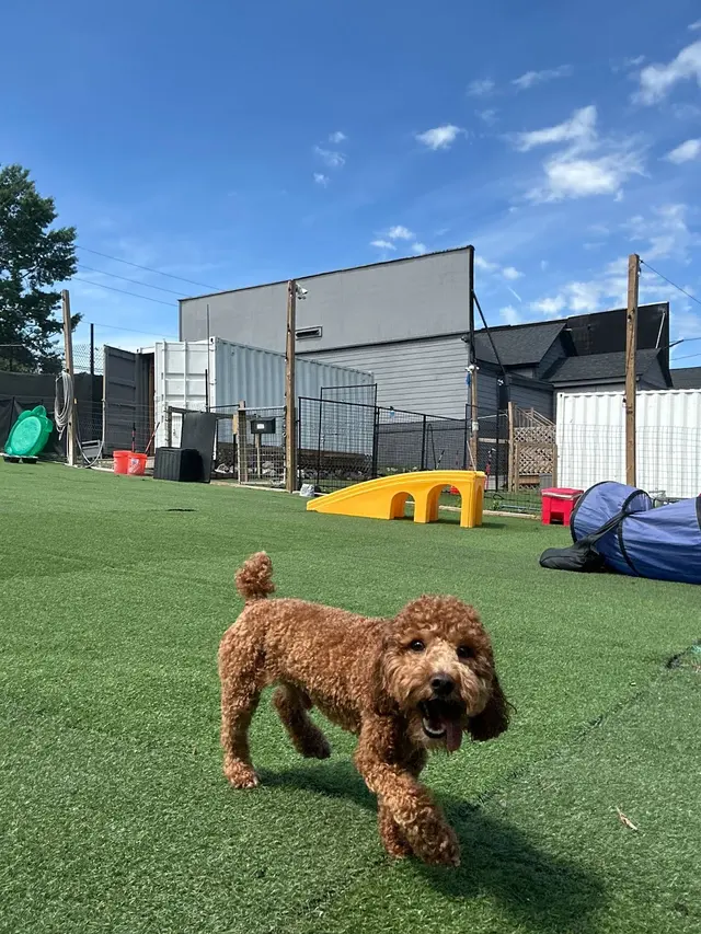 City Dogz ATL — photo from the business 2