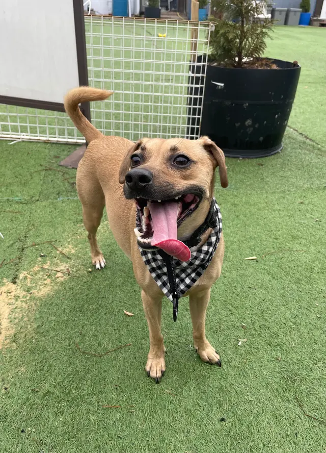 City Dogz ATL — photo from the business 12