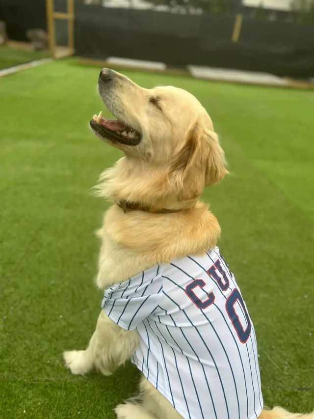City Dogz ATL — photo from the business 1