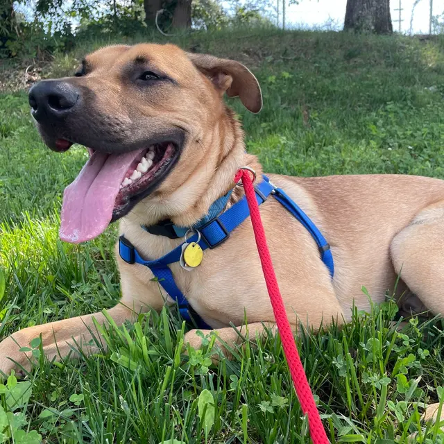 City Dogz ATL — photo from the business 5